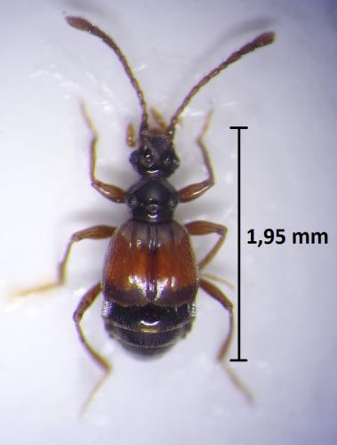 Réf. 200 655 : Rybaxis longicornis